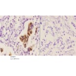 Anti-PAK2 (phospho-S20) Antibody from Bioworld Technology (BS4857) - Antibodies.com