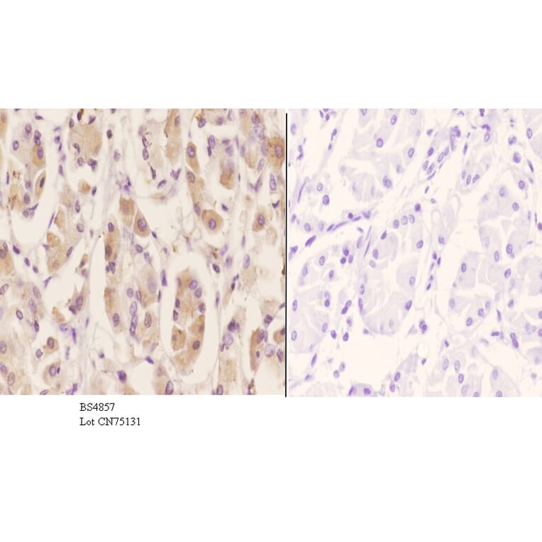 Anti-PAK2 (phospho-S20) Antibody from Bioworld Technology (BS4857) - Antibodies.com