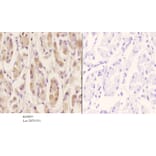 Anti-PAK2 (phospho-S20) Antibody from Bioworld Technology (BS4857) - Antibodies.com