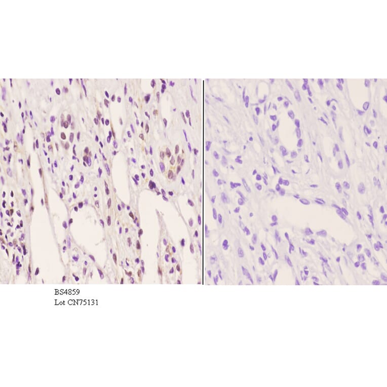 Anti-PFKFB2 (phospho-S483) Antibody from Bioworld Technology (BS4859) - Antibodies.com