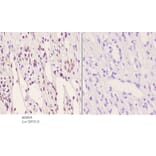 Anti-PFKFB2 (phospho-S483) Antibody from Bioworld Technology (BS4859) - Antibodies.com