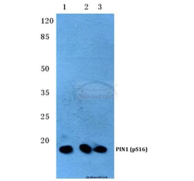 Anti-PIN1 (phospho-S16) Antibody from Bioworld Technology (BS4860) - Antibodies.com