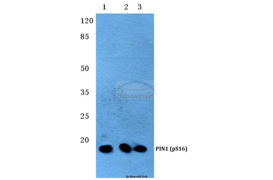 Anti-PIN1 (phospho-S16) Antibody from Bioworld Technology (BS4860) - Antibodies.com