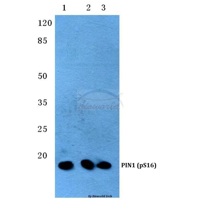 Anti-PIN1 (phospho-S16) Antibody from Bioworld Technology (BS4860) - Antibodies.com