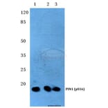 Anti-PIN1 (phospho-S16) Antibody from Bioworld Technology (BS4860) - Antibodies.com