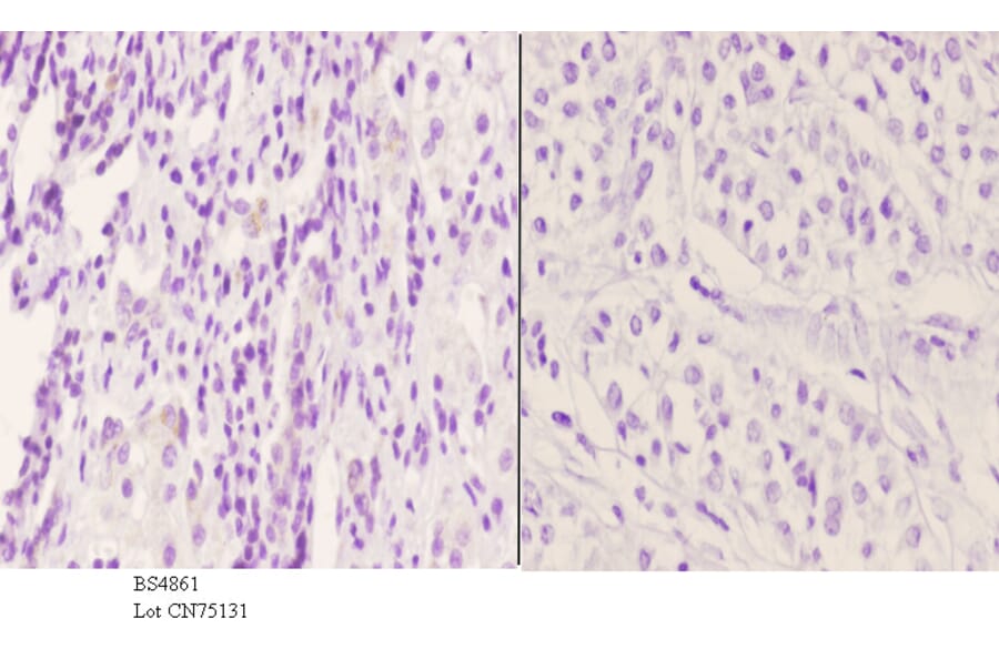 Anti-PKC δ (phospho-Y52) Antibody from Bioworld Technology (BS4861) - Antibodies.com