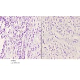 Anti-PKC δ (phospho-Y52) Antibody from Bioworld Technology (BS4861) - Antibodies.com