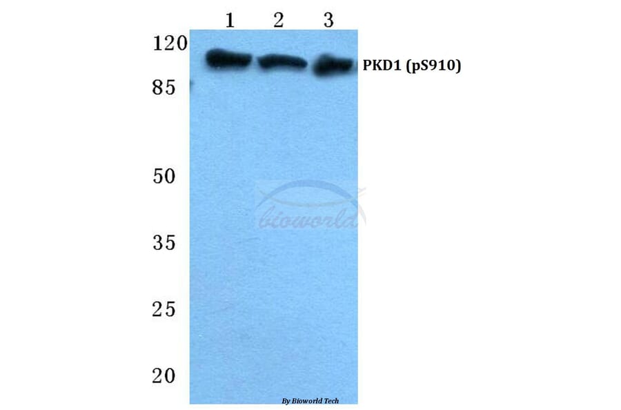 Anti-PKD1 (phospho-S910) Antibody from Bioworld Technology (BS4862) - Antibodies.com