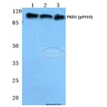 Anti-PKD1 (phospho-S910) Antibody from Bioworld Technology (BS4862) - Antibodies.com