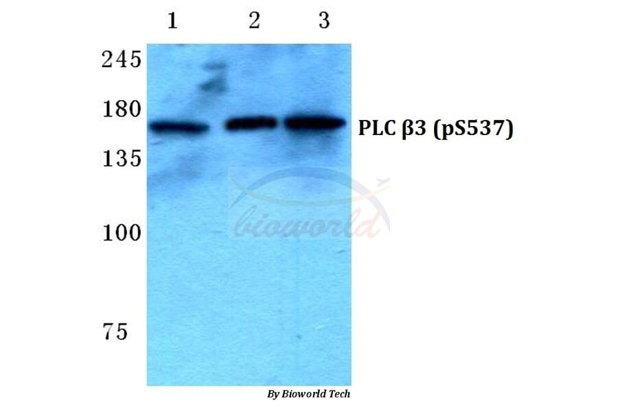 Anti-PLC β3 (phospho-S537) Antibody from Bioworld Technology (BS4864) - Antibodies.com