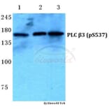 Anti-PLC β3 (phospho-S537) Antibody from Bioworld Technology (BS4864) - Antibodies.com