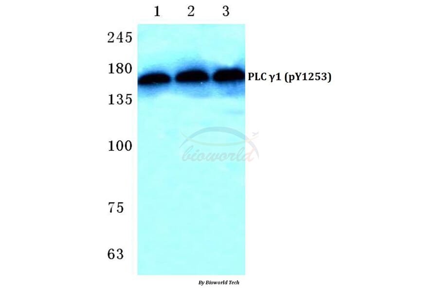 Anti-PLC γ1 (phospho-Y1253) Antibody from Bioworld Technology (BS4865) - Antibodies.com