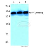 Anti-PLC γ1 (phospho-Y1253) Antibody from Bioworld Technology (BS4865) - Antibodies.com