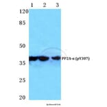 Anti-PP2A-α (phospho-Y307) Antibody from Bioworld Technology (BS4867) - Antibodies.com