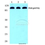 Anti-PR/PGR (phospho-S294) Antibody from Bioworld Technology (BS4868) - Antibodies.com