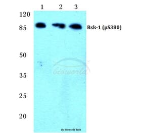 Anti-Rsk-1 (phospho-S380) Antibody from Bioworld Technology (BS4870) - Antibodies.com