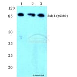 Anti-Rsk-1 (phospho-S380) Antibody from Bioworld Technology (BS4870) - Antibodies.com