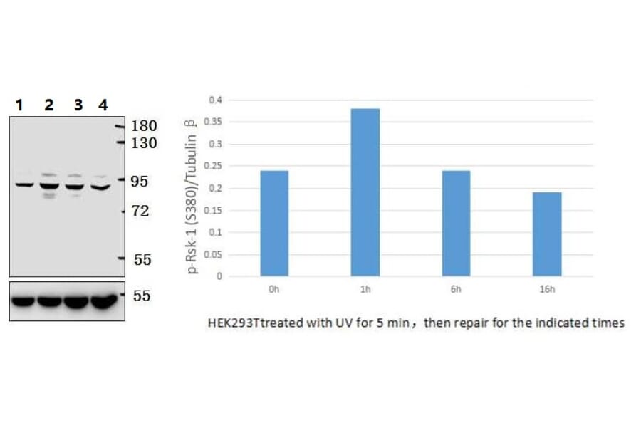 Anti-Rsk-1 (phospho-S380) Antibody from Bioworld Technology (BS4870) - Antibodies.com