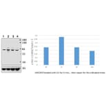Anti-Rsk-1 (phospho-S380) Antibody from Bioworld Technology (BS4870) - Antibodies.com