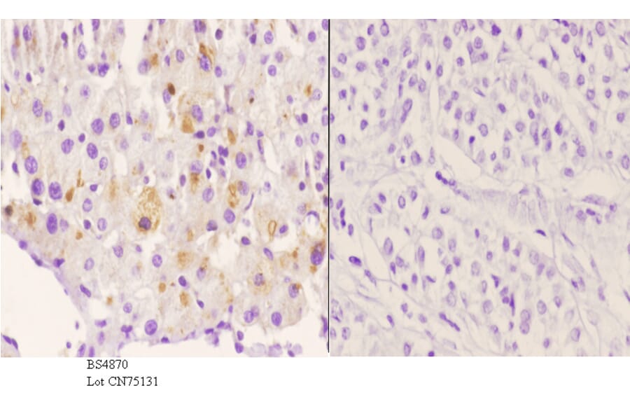 Anti-Rsk-1 (phospho-S380) Antibody from Bioworld Technology (BS4870) - Antibodies.com