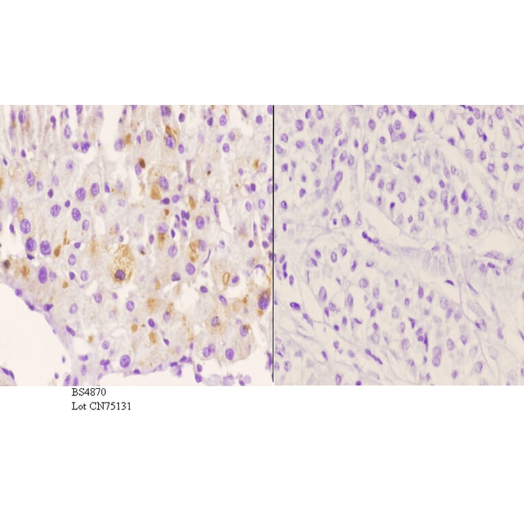Anti-Rsk-1 (phospho-S380) Antibody from Bioworld Technology (BS4870) - Antibodies.com