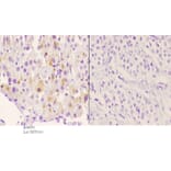 Anti-Rsk-1 (phospho-S380) Antibody from Bioworld Technology (BS4870) - Antibodies.com