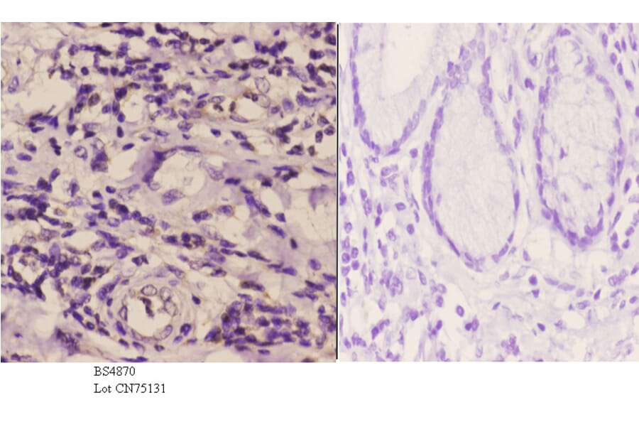 Anti-Rsk-1 (phospho-S380) Antibody from Bioworld Technology (BS4870) - Antibodies.com