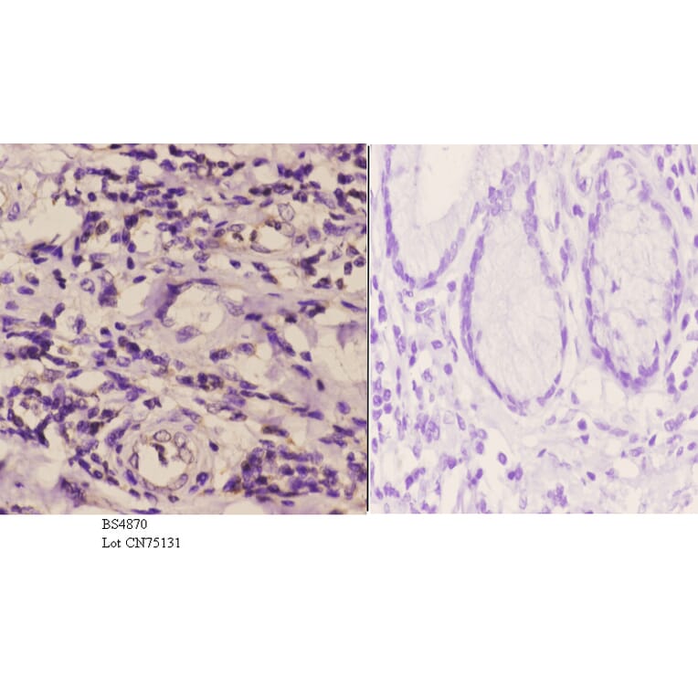Anti-Rsk-1 (phospho-S380) Antibody from Bioworld Technology (BS4870) - Antibodies.com