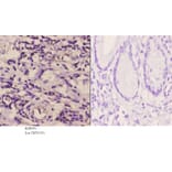 Anti-Rsk-1 (phospho-S380) Antibody from Bioworld Technology (BS4870) - Antibodies.com