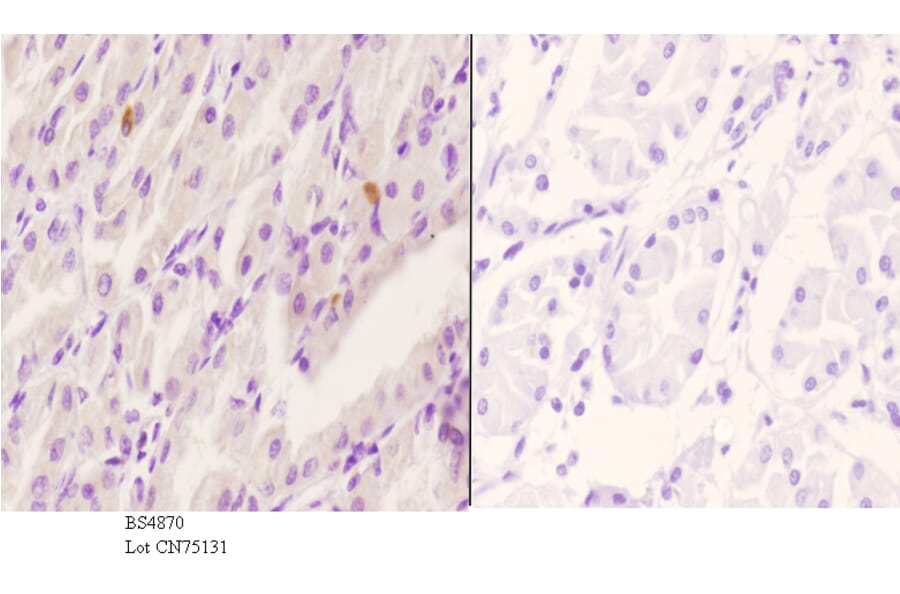 Anti-Rsk-1 (phospho-S380) Antibody from Bioworld Technology (BS4870) - Antibodies.com