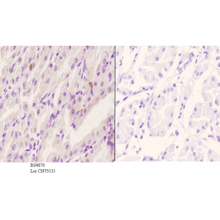 Anti-Rsk-1 (phospho-S380) Antibody from Bioworld Technology (BS4870) - Antibodies.com
