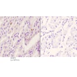 Anti-Rsk-1 (phospho-S380) Antibody from Bioworld Technology (BS4870) - Antibodies.com