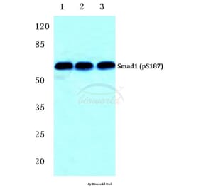 Anti-Smad1 (phospho-S187) Antibody from Bioworld Technology (BS4873) - Antibodies.com