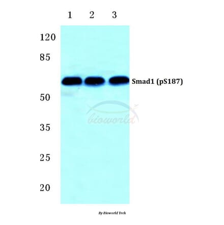 Anti-Smad1 (phospho-S187) Antibody from Bioworld Technology (BS4873) - Antibodies.com