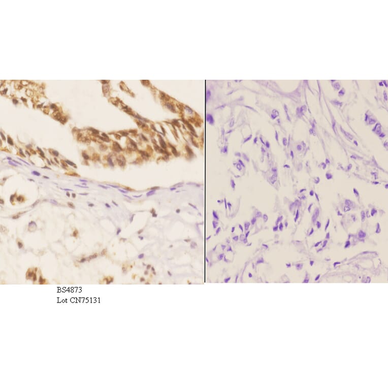 Anti-Smad1 (phospho-S187) Antibody from Bioworld Technology (BS4873) - Antibodies.com