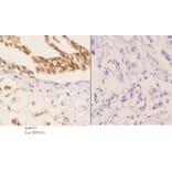 Anti-Smad1 (phospho-S187) Antibody from Bioworld Technology (BS4873) - Antibodies.com