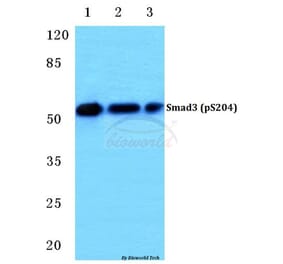 Anti-Smad3 (phospho-S204) Antibody from Bioworld Technology (BS4874) - Antibodies.com