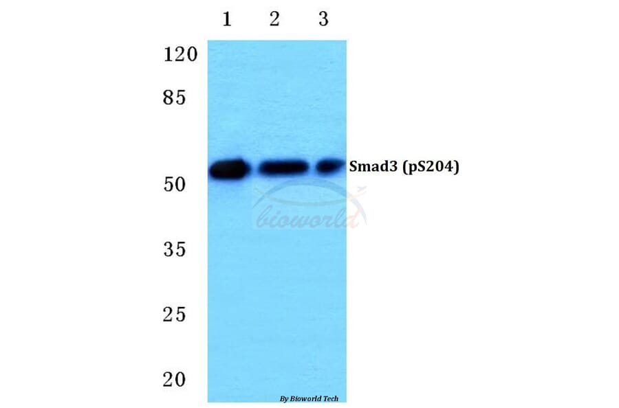 Anti-Smad3 (phospho-S204) Antibody from Bioworld Technology (BS4874) - Antibodies.com