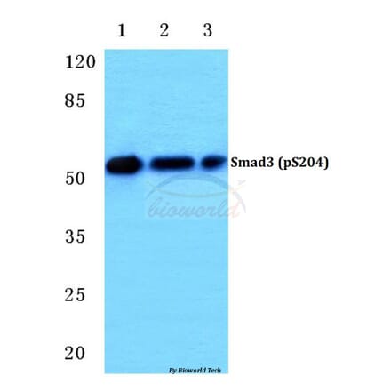 Anti-Smad3 (phospho-S204) Antibody from Bioworld Technology (BS4874) - Antibodies.com