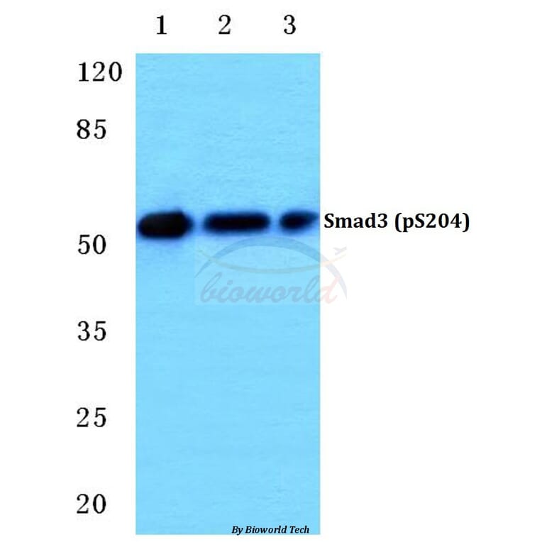 Anti-Smad3 (phospho-S204) Antibody from Bioworld Technology (BS4874) - Antibodies.com