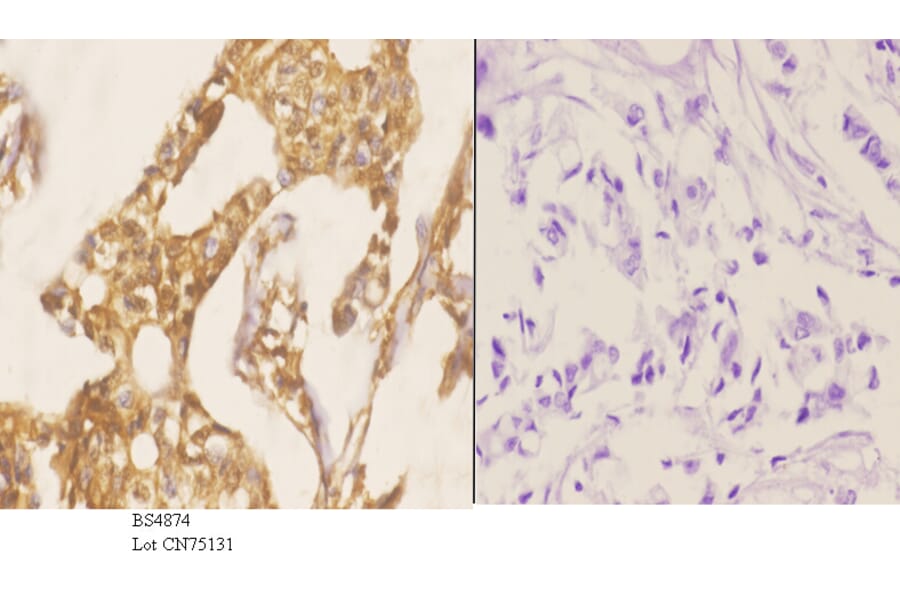Anti-Smad3 (phospho-S204) Antibody from Bioworld Technology (BS4874) - Antibodies.com