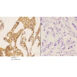 Anti-Smad3 (phospho-S204) Antibody from Bioworld Technology (BS4874) - Antibodies.com