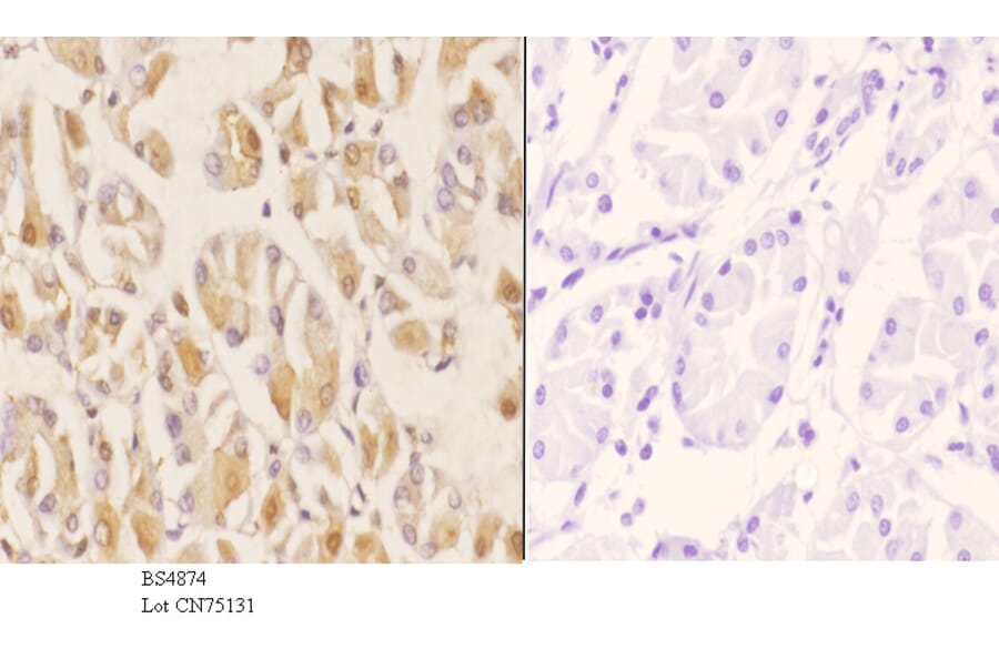 Anti-Smad3 (phospho-S204) Antibody from Bioworld Technology (BS4874) - Antibodies.com
