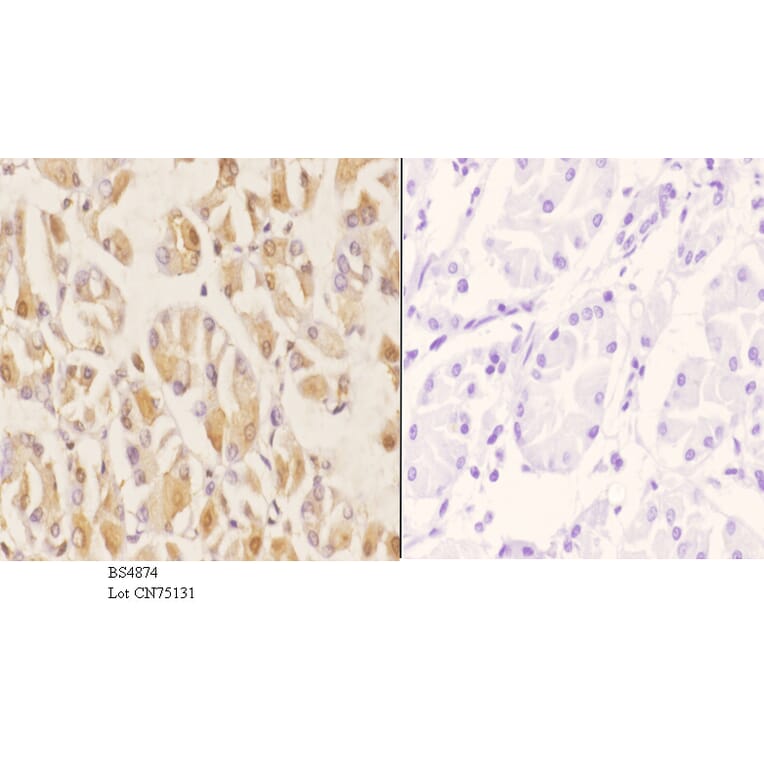 Anti-Smad3 (phospho-S204) Antibody from Bioworld Technology (BS4874) - Antibodies.com