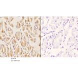 Anti-Smad3 (phospho-S204) Antibody from Bioworld Technology (BS4874) - Antibodies.com