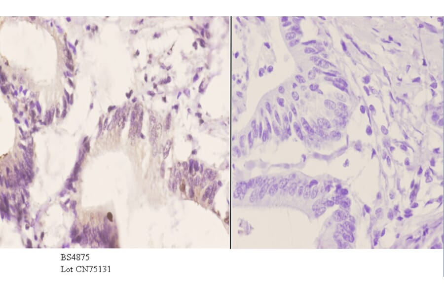 Anti-SOX9 (phospho-S181) Antibody from Bioworld Technology (BS4875) - Antibodies.com