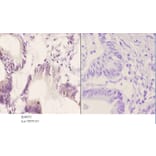 Anti-SOX9 (phospho-S181) Antibody from Bioworld Technology (BS4875) - Antibodies.com