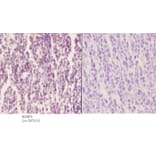 Anti-SOX9 (phospho-S181) Antibody from Bioworld Technology (BS4875) - Antibodies.com