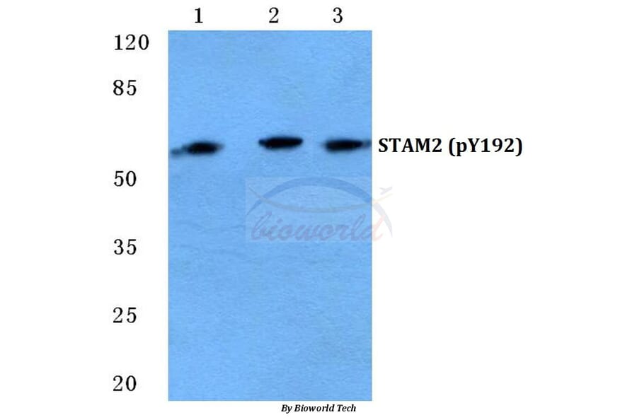 Anti-STAM2 (phospho-Y192) Antibody from Bioworld Technology (BS4876) - Antibodies.com