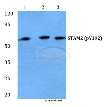 Anti-STAM2 (phospho-Y192) Antibody from Bioworld Technology (BS4876) - Antibodies.com
